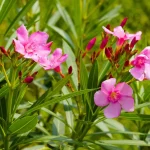lauriers-roses-:-le-moment-exact-pour-les-bouturer-et-reussir-a-tous-les-coups-(meme-sans-experience-!)