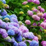 vos-hortensias-souffrent-de-la-chaleur-?-voici-les-astuces-imparables-pour-les-sauver-cet-ete-!