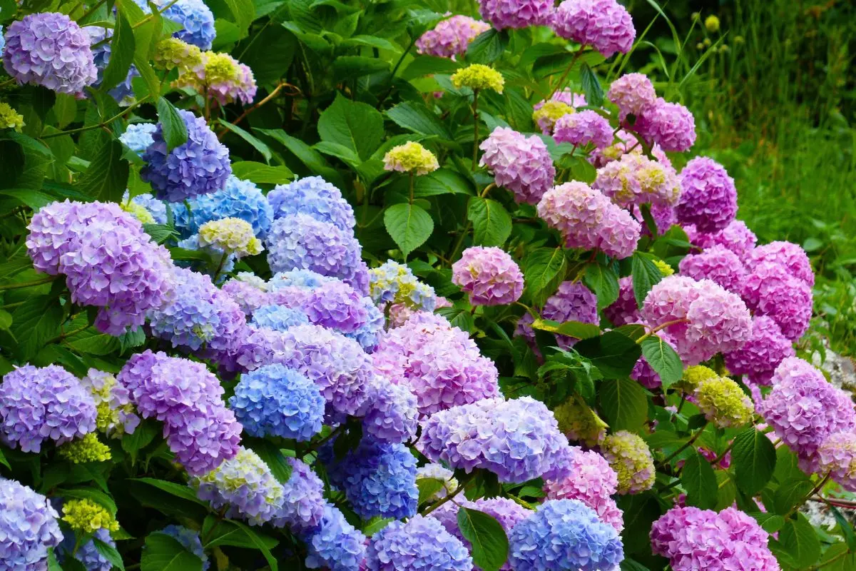 vos-hortensias-souffrent-de-la-chaleur-?-voici-les-astuces-imparables-pour-les-sauver-cet-ete-!