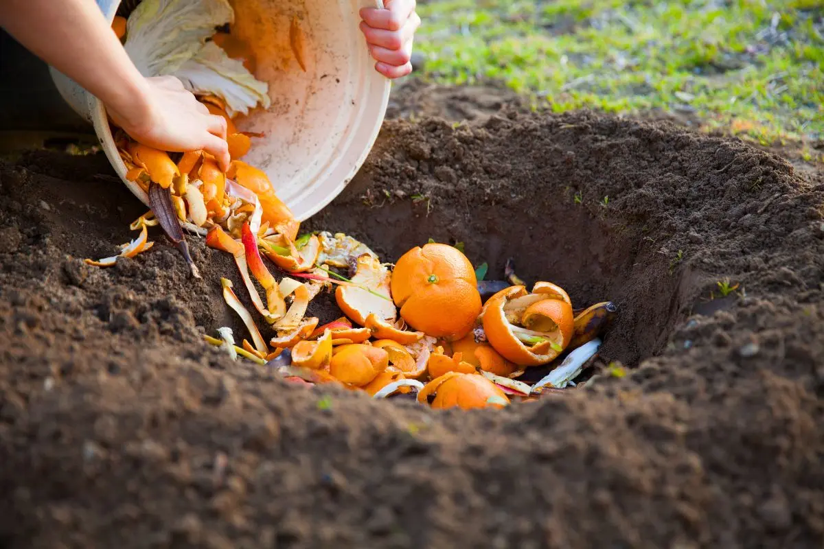 faut-il-mettre-les-agrumes-au-compost-?-ce-que-beaucoup-ignorent-(et-qui-peut-nuire-a-votre-jardin)