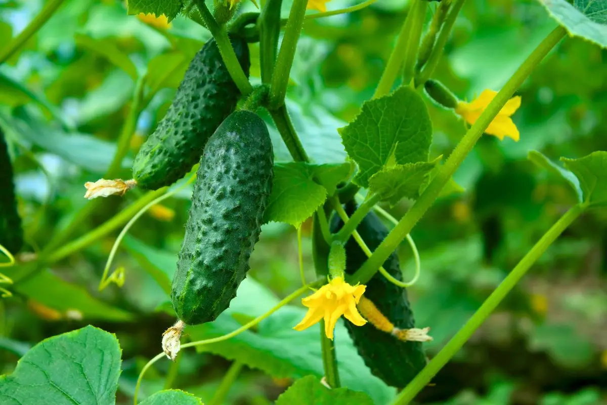 concombres-:-le-geste-simple-qui-double-votre-recolte,-mais-que-trop-de-jardiniers-ignorent-!