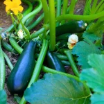 vous-arrosez-vos-courgettes-de-cette-maniere-?-cette-erreur-ruine-vos-recoltes-sans-que-vous-le-sachiez