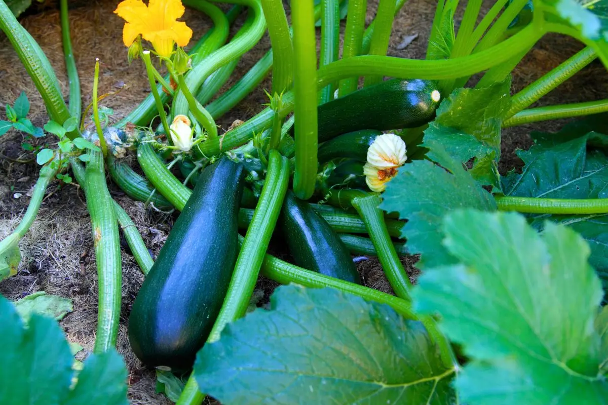 vous-arrosez-vos-courgettes-de-cette-maniere-?-cette-erreur-ruine-vos-recoltes-sans-que-vous-le-sachiez