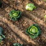 choux-d’hiver-:-le-moment-exact-pour-les-planter-(et-la-methode-qui-garantit-une-recolte-genereuse)