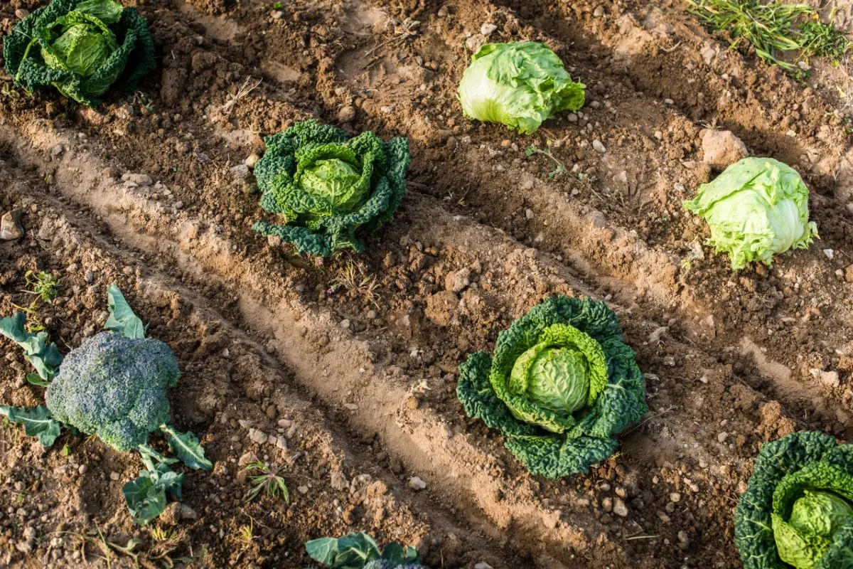 choux-d’hiver-:-le-moment-exact-pour-les-planter-(et-la-methode-qui-garantit-une-recolte-genereuse)