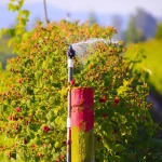 faut-il-vraiment-beaucoup-arroser-vos-framboisiers-?-la-reponse-qu’ignorent-de-nombreux-jardiniers-!