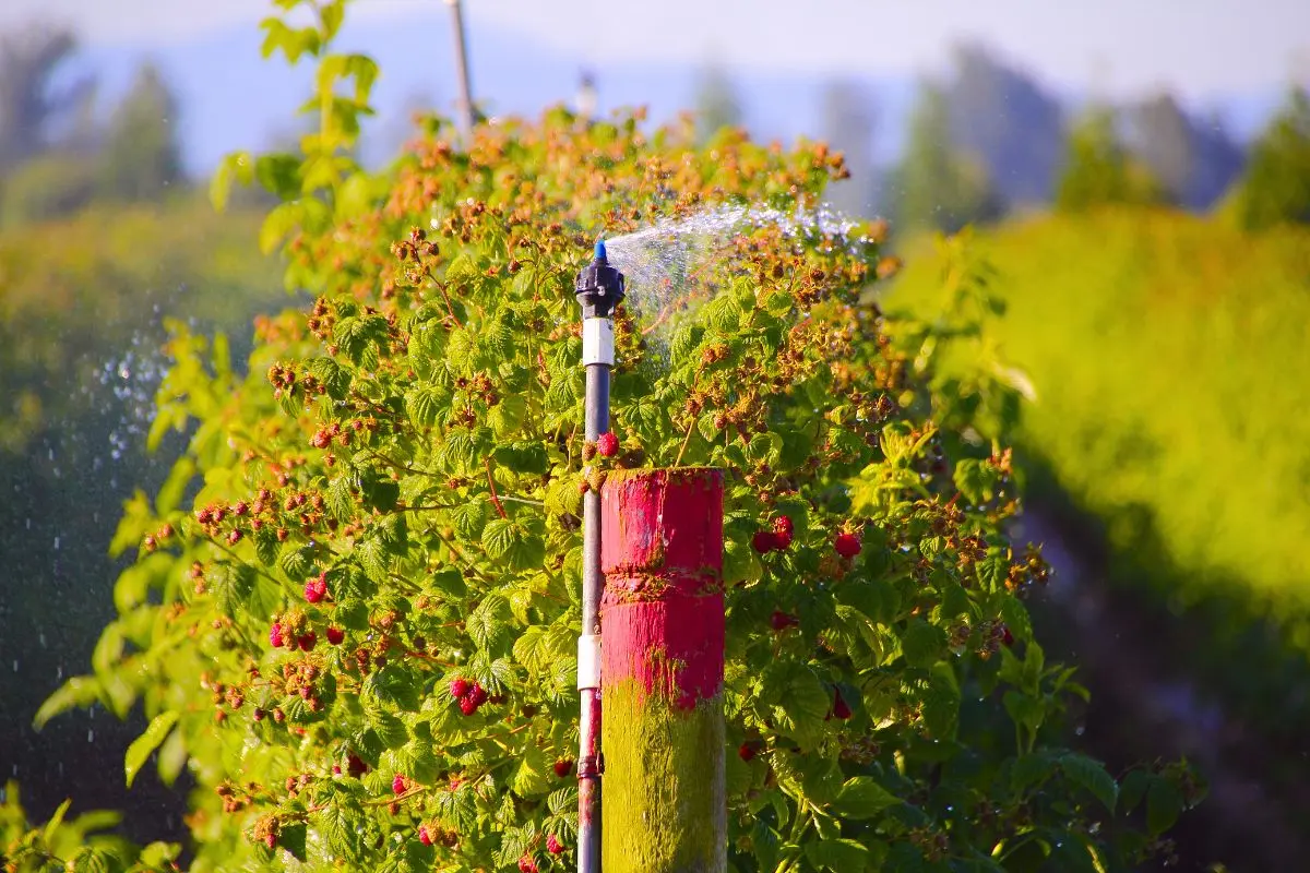 faut-il-vraiment-beaucoup-arroser-vos-framboisiers-?-la-reponse-qu’ignorent-de-nombreux-jardiniers-!