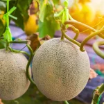 marre-des-melons-fades-?-voici-le-secret-des-jardiniers-pour-obtenir-une-recole-de-melons-ultra-sucres-!