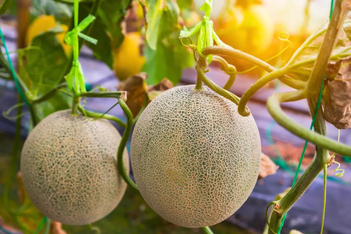 marre-des-melons-fades-?-voici-le-secret-des-jardiniers-pour-obtenir-une-recole-de-melons-ultra-sucres-!