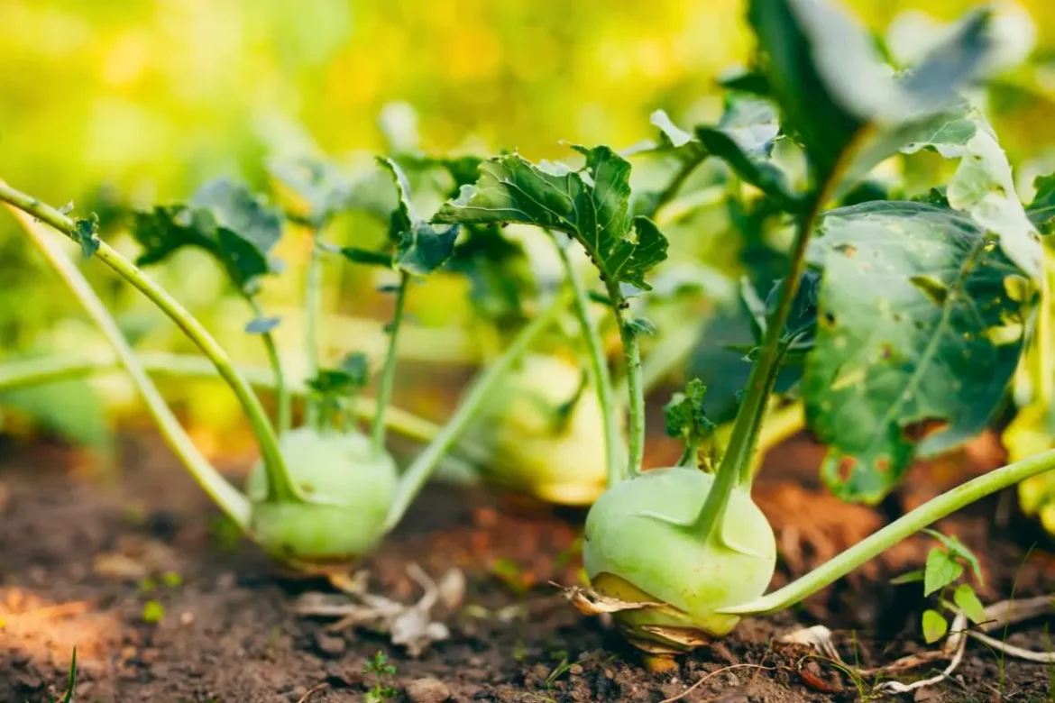 planter-des-navets-dans-votre-potager-:-le-bon-moment-et-les-gestes-a-ne-pas-rater-pour-une-recolte-reussie planter-des-navets-dans-votre-potager-:-le-bon-moment-et-les-gestes-a-ne-pas-rater-pour-une-recolte-reussie