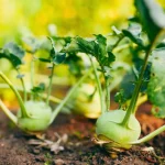 planter-des-navets-dans-votre-potager-:-le-bon-moment-et-les-gestes-a-ne-pas-rater-pour-une-recolte-reussie
