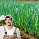 poireaux-au-potager-:-le-bon-moment-pour-les-planter-(et-la-methode-pour-une-recolte-abondante)
