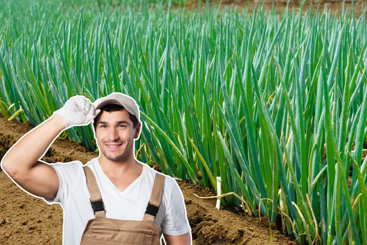 poireaux-au-potager-:-le-bon-moment-pour-les-planter-(et-la-methode-pour-une-recolte-abondante)