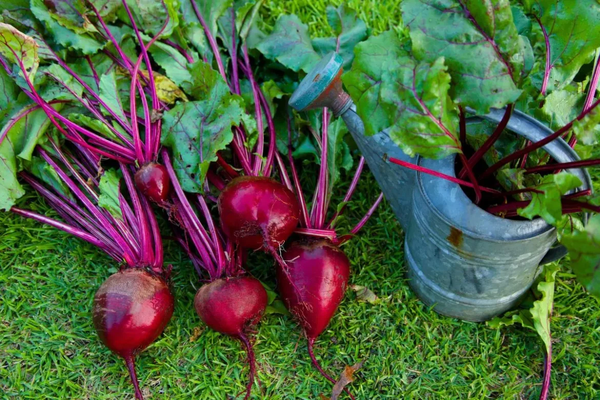 vous-arrosez-vos-betteraves-comme-les-tomates-?-attention-a-cette-erreur-frequente-au-potager vous-arrosez-vos-betteraves-comme-les-tomates-?-attention-a-cette-erreur-frequente-au-potager