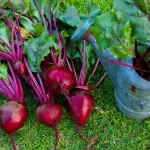 vous-arrosez-vos-betteraves-comme-les-tomates-?-attention-a-cette-erreur-frequente-au-potager