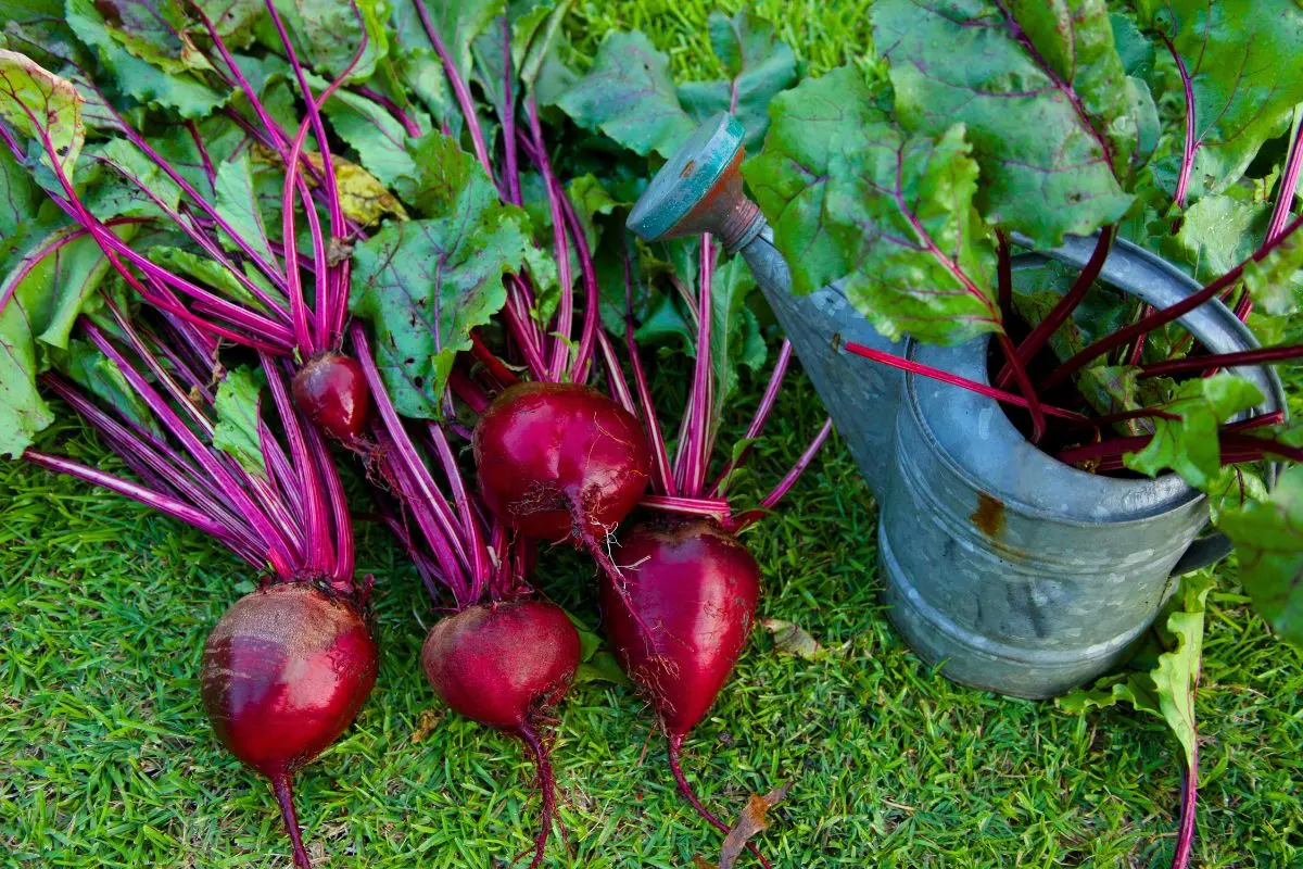 vous-arrosez-vos-betteraves-comme-les-tomates-?-attention-a-cette-erreur-frequente-au-potager