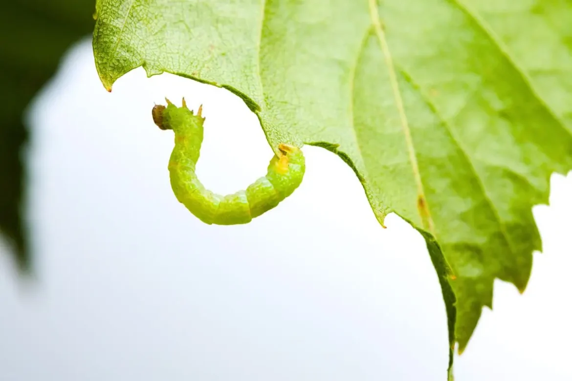 des-vers-dans-vos-plantes-:-l’astuce-naturelle-et-radicale-pour-s’en-debarrasser-sans-produit-chimique-! des-vers-dans-vos-plantes-:-l’astuce-naturelle-et-radicale-pour-s’en-debarrasser-sans-produit-chimique-!