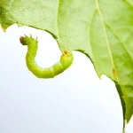 des-vers-dans-vos-plantes-:-l’astuce-naturelle-et-radicale-pour-s’en-debarrasser-sans-produit-chimique-!