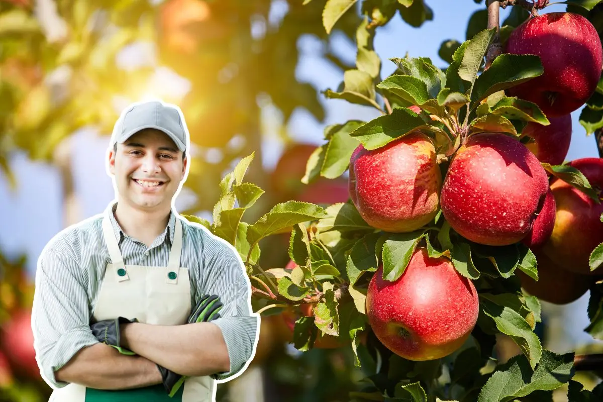 arrosage-du-pommier-:-combien-de-fois-faut-il-le-faire-quand-il-fait-chaud-pour-avoir-des-fruits-de-qualite-?