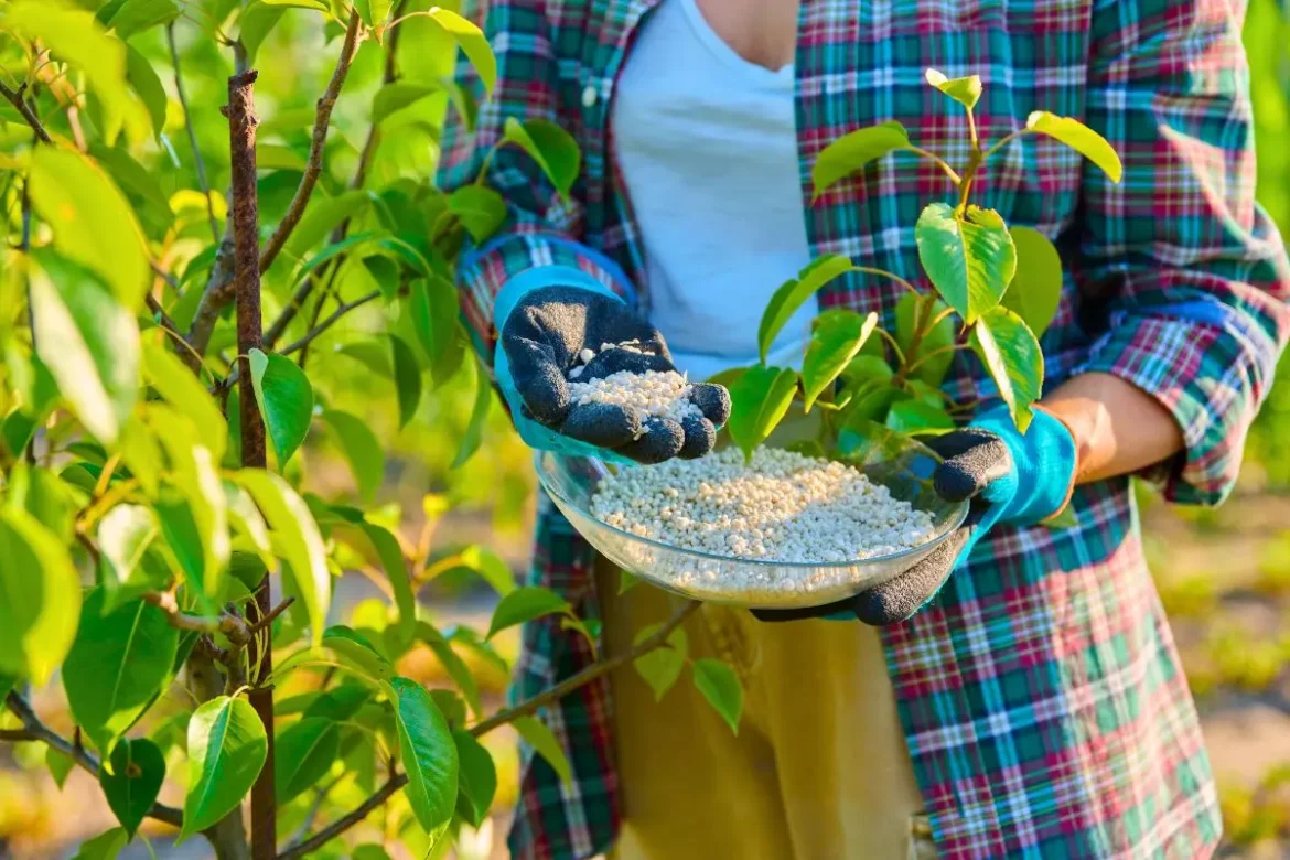 votre-citronnier-ne-donne-rien-?-voici-l’engrais-naturel-que-les-jardiniers-ne-jurent-que-par-lui-! votre-citronnier-ne-donne-rien-?-voici-l’engrais-naturel-que-les-jardiniers-ne-jurent-que-par-lui-!