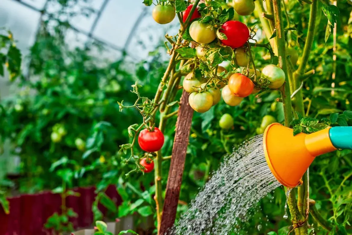 vos-tomates-manquent-elles-d’eau-?-les-signes-a-reperer-pour-eviter-une-recolte-catastrophique-! vos-tomates-manquent-elles-d’eau-?-les-signes-a-reperer-pour-eviter-une-recolte-catastrophique-!