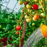 vos-tomates-manquent-elles-d’eau-?-les-signes-a-reperer-pour-eviter-une-recolte-catastrophique-!