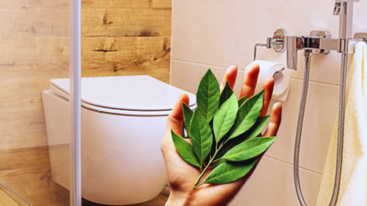 l’astuce-des-feuilles-de-laurier-dans-la-douche,-une-pratique-magique-que-vous-allez-adopter