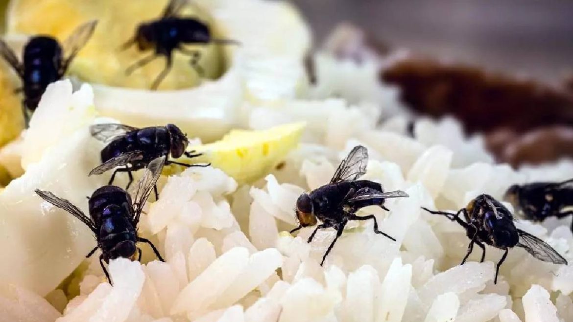 ces-produits-que-vous-utilisez-attirent-les-mouches-:-decouvrez-l’erreur-que-tout-le-monde-fait