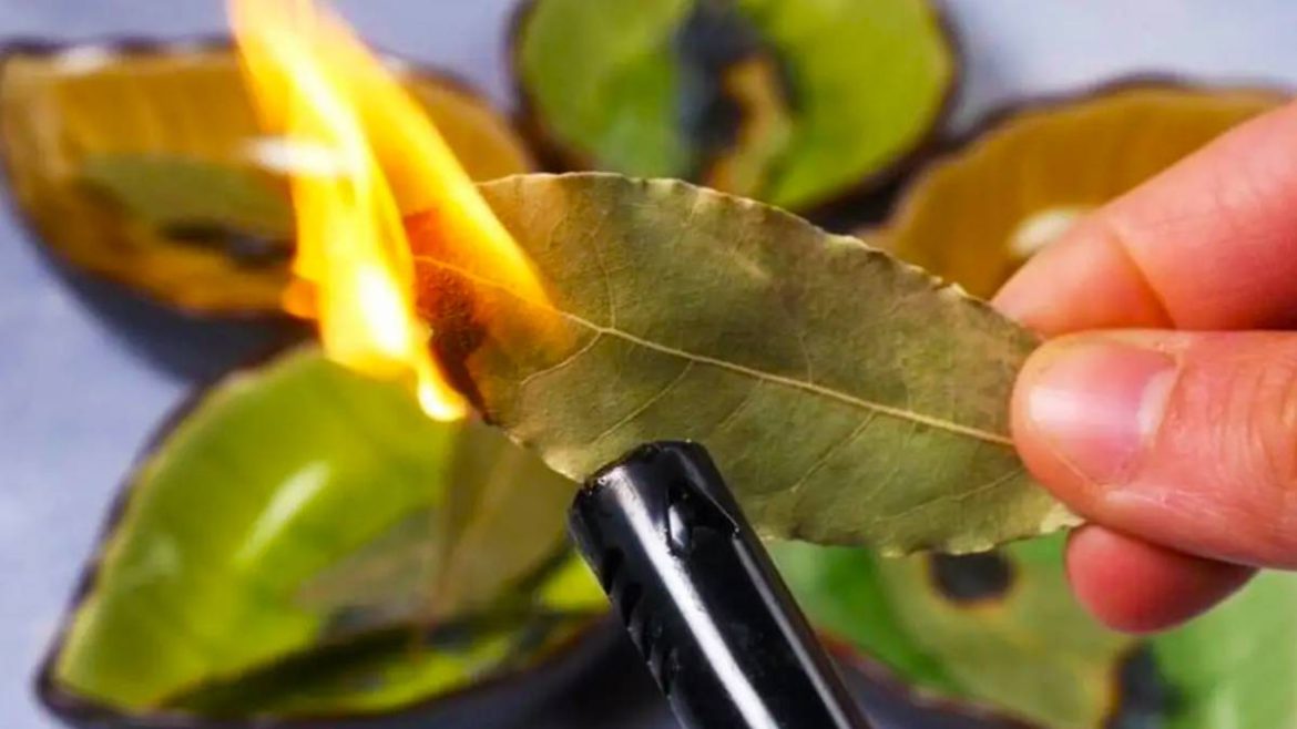 cette-astuce-avec-une-feuille-de-laurier-brulee-va-transformer-votre-quotidien-a-jamais cette-astuce-avec-une-feuille-de-laurier-brulee-va-transformer-votre-quotidien-a-jamais
