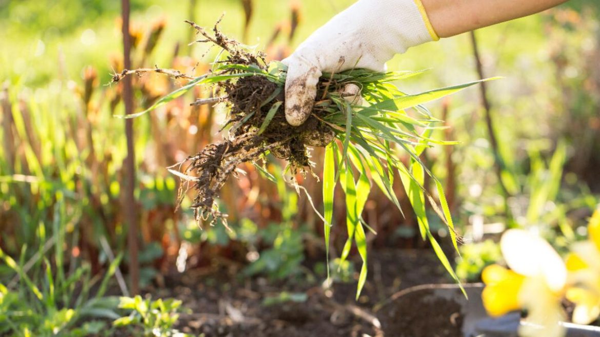 dites-adieu-aux-mauvaises-herbes-:-l’astuce-magique-des-paysagistes-enfin-revelee dites-adieu-aux-mauvaises-herbes-:-l’astuce-magique-des-paysagistes-enfin-revelee