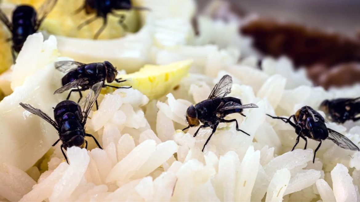 les-mouches-envahissent-votre-maison-?-voici-7-astuces-pour-les-faire-fuir-naturellement les-mouches-envahissent-votre-maison-?-voici-7-astuces-pour-les-faire-fuir-naturellement