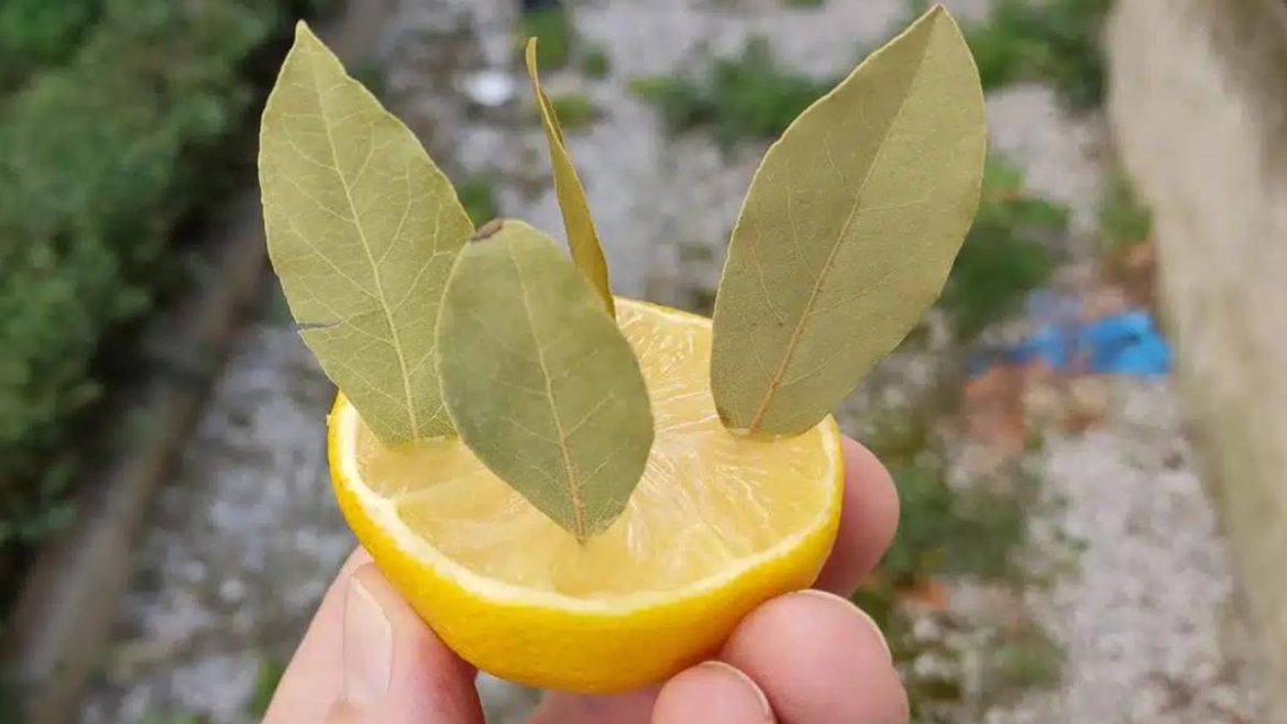 citron-et-laurier-:-l’astuce-de-grand-mere-qui-va-transformer-votre-maison-au-printemps citron-et-laurier-:-l’astuce-de-grand-mere-qui-va-transformer-votre-maison-au-printemps