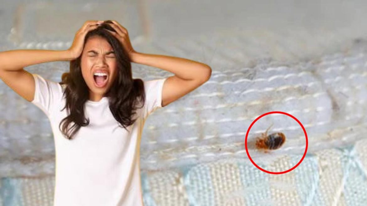 punaises-de-lit-:-voici-l’astuce-magique-pour-les-eradiquer-avec-ce-produit-menager-oublie punaises-de-lit-:-voici-l’astuce-magique-pour-les-eradiquer-avec-ce-produit-menager-oublie