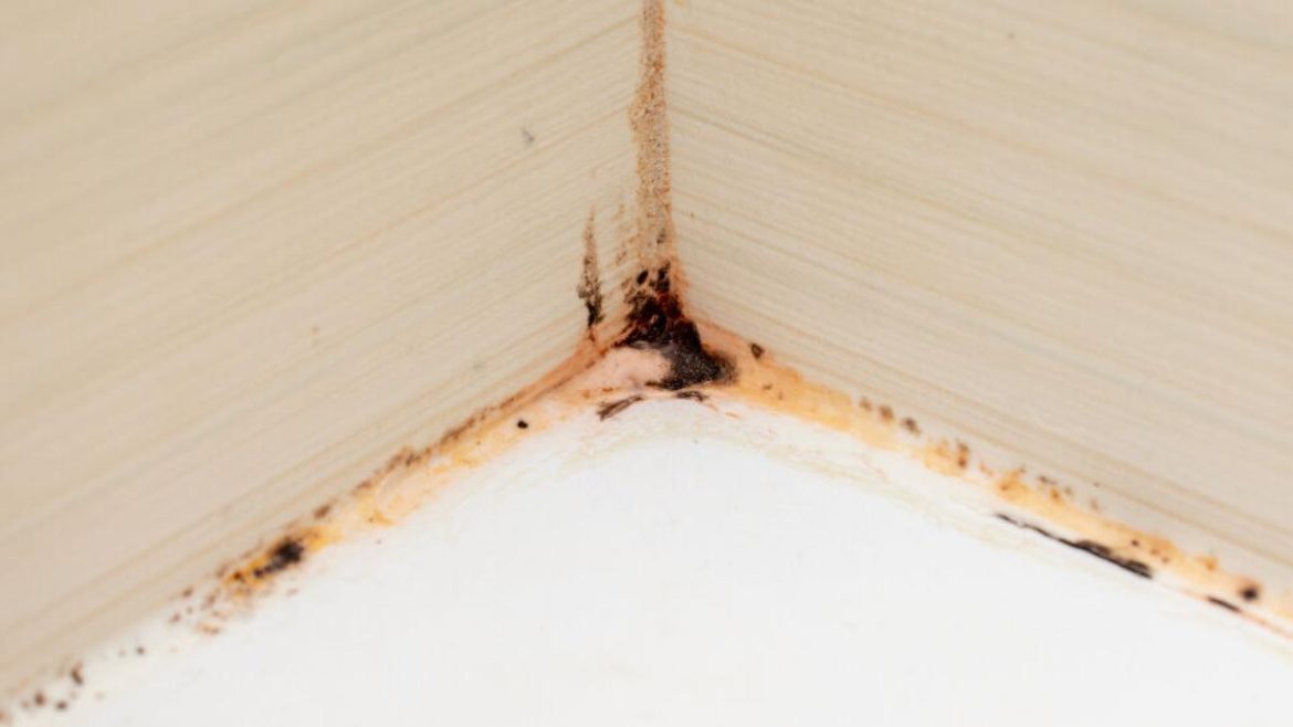 dites-adieu-aux-moisissures-dans-la-douche-:-voici-l’astuce-magique-qui-fait-des-miracles