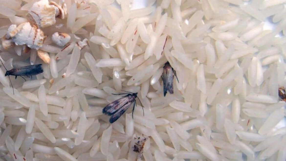 mites-alimentaires-:-4-astuces-puissantes-pour-s’en-debarrasser-vite-et-sans-produits-chimiques mites-alimentaires-:-4-astuces-puissantes-pour-s’en-debarrasser-vite-et-sans-produits-chimiques