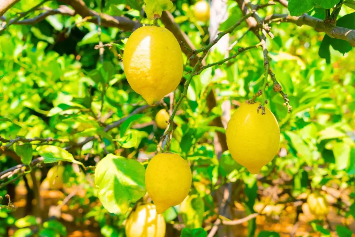 citrons-qui-tombent-:-les-vraies-solutions-a-appliquer